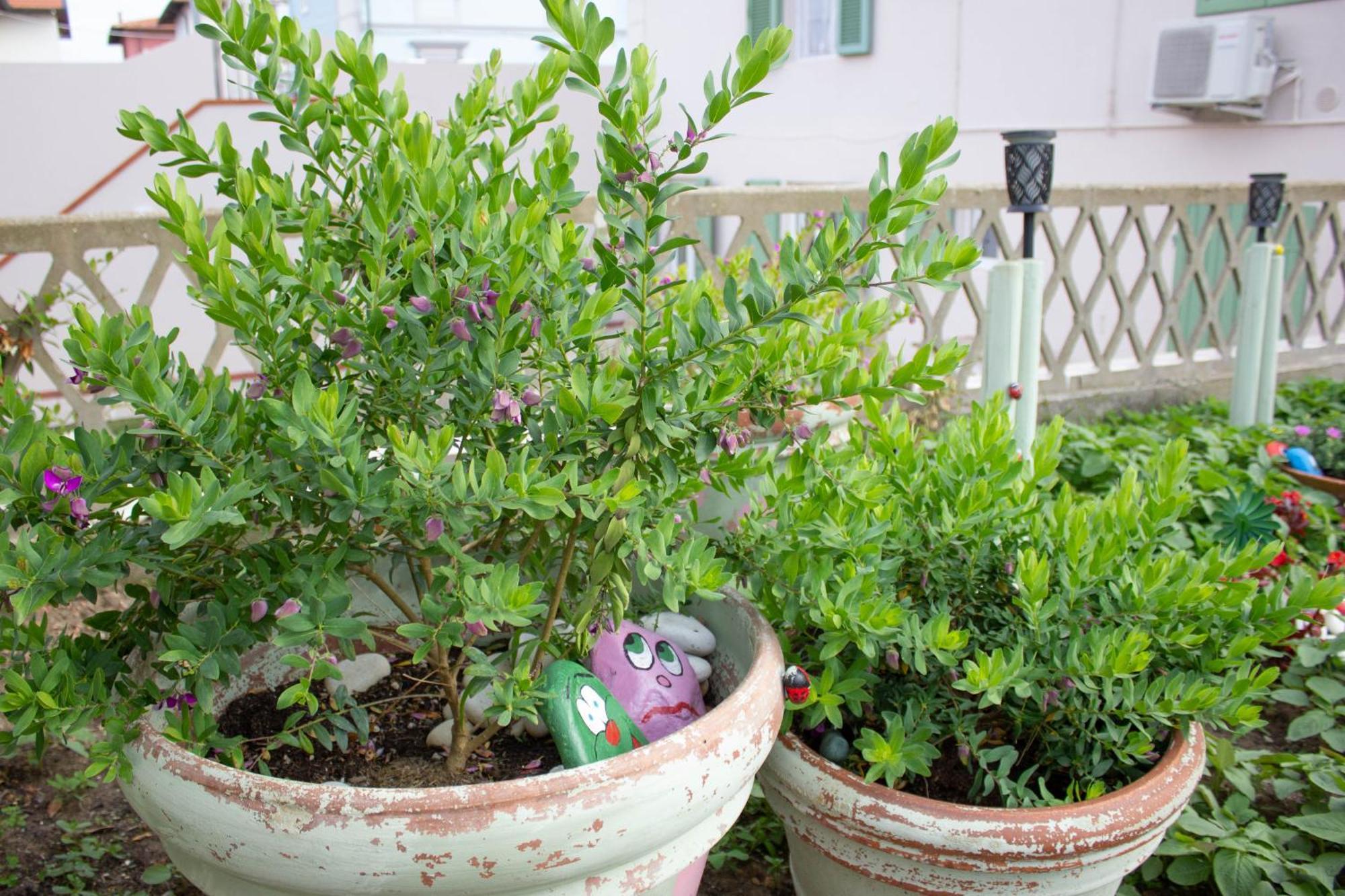 La Coccinella Apartment Marina Di Pisa Bagian luar foto